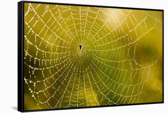 Backlit Spider Web in Theodore Roosevelt National Park, North Dakota, Usa-Chuck Haney-Framed Stretched Canvas