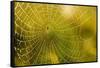 Backlit Spider Web in Theodore Roosevelt National Park, North Dakota, Usa-Chuck Haney-Framed Stretched Canvas