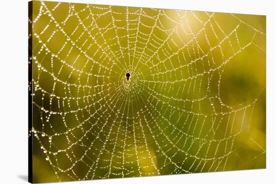 Backlit Spider Web in Theodore Roosevelt National Park, North Dakota, Usa-Chuck Haney-Stretched Canvas