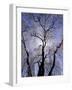 Backlit Tree and Blossoms in Spring, Lexington, Kentucky, USA-Adam Jones-Framed Photographic Print