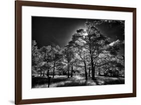 Backlit trees in black and white infrared view along the Blue Ridge Parkway, North Carolina-Adam Jones-Framed Photographic Print