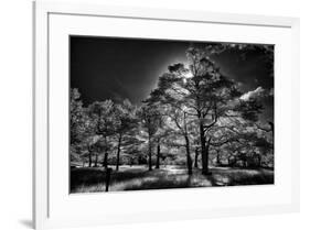 Backlit trees in black and white infrared view along the Blue Ridge Parkway, North Carolina-Adam Jones-Framed Photographic Print