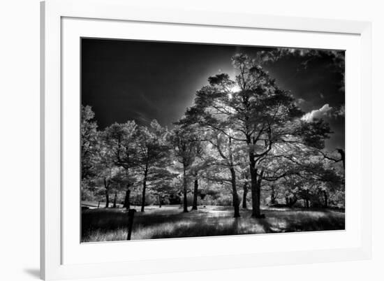 Backlit trees in black and white infrared view along the Blue Ridge Parkway, North Carolina-Adam Jones-Framed Photographic Print