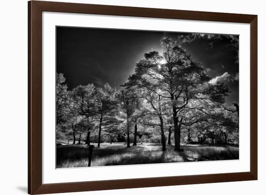 Backlit trees in black and white infrared view along the Blue Ridge Parkway, North Carolina-Adam Jones-Framed Photographic Print