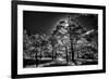 Backlit trees in black and white infrared view along the Blue Ridge Parkway, North Carolina-Adam Jones-Framed Photographic Print