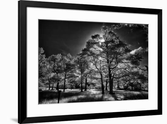 Backlit trees in black and white infrared view along the Blue Ridge Parkway, North Carolina-Adam Jones-Framed Photographic Print