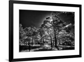 Backlit trees in black and white infrared view along the Blue Ridge Parkway, North Carolina-Adam Jones-Framed Photographic Print