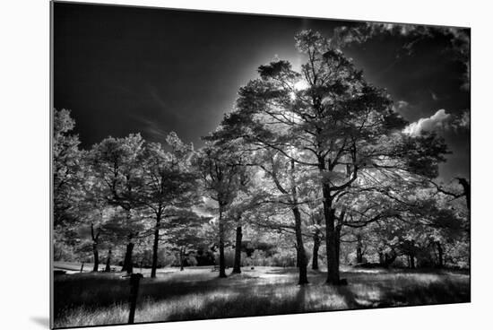 Backlit trees in black and white infrared view along the Blue Ridge Parkway, North Carolina-Adam Jones-Mounted Photographic Print