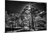 Backlit trees in black and white infrared view along the Blue Ridge Parkway, North Carolina-Adam Jones-Mounted Photographic Print