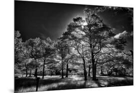 Backlit trees in black and white infrared view along the Blue Ridge Parkway, North Carolina-Adam Jones-Mounted Photographic Print