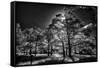Backlit trees in black and white infrared view along the Blue Ridge Parkway, North Carolina-Adam Jones-Framed Stretched Canvas