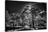 Backlit trees in black and white infrared view along the Blue Ridge Parkway, North Carolina-Adam Jones-Stretched Canvas