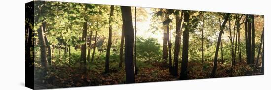 Backlit Trees in Forest at Dawn-Gary D^ Ercole-Stretched Canvas