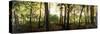 Backlit Trees in Forest at Dawn-Gary D^ Ercole-Stretched Canvas