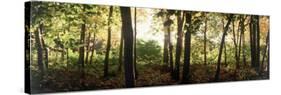 Backlit Trees in Forest at Dawn-Gary D^ Ercole-Stretched Canvas