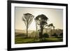 Backlit Trees in Green Fields, the Catlins, South Island, New Zealand, Pacific-Michael-Framed Photographic Print