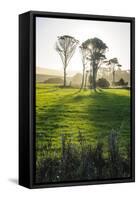 Backlit Trees in Green Fields, the Catlins, South Island, New Zealand, Pacific-Michael-Framed Stretched Canvas