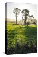 Backlit Trees in Green Fields, the Catlins, South Island, New Zealand, Pacific-Michael-Stretched Canvas