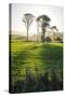 Backlit Trees in Green Fields, the Catlins, South Island, New Zealand, Pacific-Michael-Stretched Canvas