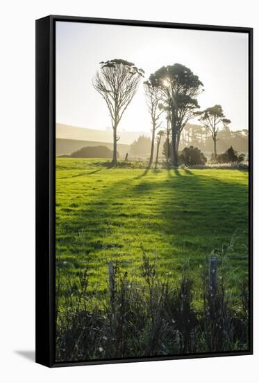 Backlit Trees in Green Fields, the Catlins, South Island, New Zealand, Pacific-Michael-Framed Stretched Canvas