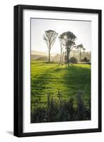 Backlit Trees in Green Fields, the Catlins, South Island, New Zealand, Pacific-Michael-Framed Premium Photographic Print