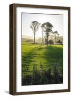 Backlit Trees in Green Fields, the Catlins, South Island, New Zealand, Pacific-Michael-Framed Photographic Print