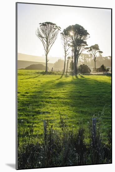 Backlit Trees in Green Fields, the Catlins, South Island, New Zealand, Pacific-Michael-Mounted Photographic Print