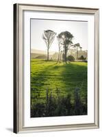 Backlit Trees in Green Fields, the Catlins, South Island, New Zealand, Pacific-Michael-Framed Photographic Print