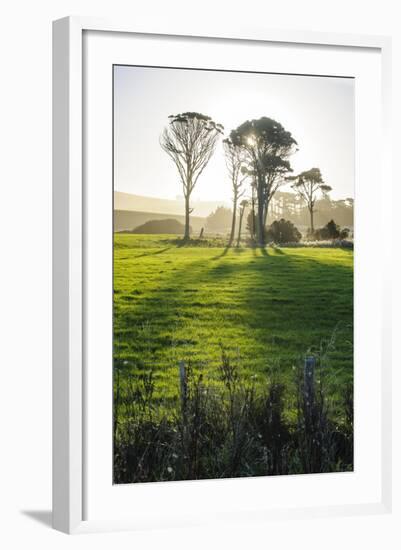 Backlit Trees in Green Fields, the Catlins, South Island, New Zealand, Pacific-Michael-Framed Photographic Print