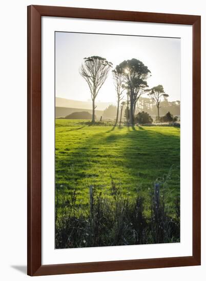 Backlit Trees in Green Fields, the Catlins, South Island, New Zealand, Pacific-Michael-Framed Photographic Print