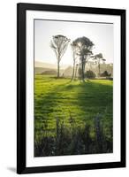 Backlit Trees in Green Fields, the Catlins, South Island, New Zealand, Pacific-Michael-Framed Photographic Print