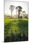 Backlit Trees in Green Fields, the Catlins, South Island, New Zealand, Pacific-Michael-Mounted Photographic Print