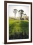 Backlit Trees in Green Fields, the Catlins, South Island, New Zealand, Pacific-Michael-Framed Photographic Print