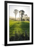 Backlit Trees in Green Fields, the Catlins, South Island, New Zealand, Pacific-Michael-Framed Photographic Print