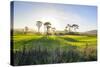 Backlit Trees in Green Fields, the Catlins, South Island, New Zealand, Pacific-Michael-Stretched Canvas