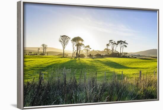 Backlit Trees in Green Fields, the Catlins, South Island, New Zealand, Pacific-Michael-Framed Photographic Print