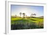 Backlit Trees in Green Fields, the Catlins, South Island, New Zealand, Pacific-Michael-Framed Photographic Print