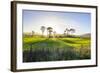 Backlit Trees in Green Fields, the Catlins, South Island, New Zealand, Pacific-Michael-Framed Photographic Print