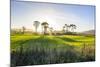 Backlit Trees in Green Fields, the Catlins, South Island, New Zealand, Pacific-Michael-Mounted Photographic Print