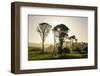 Backlit Trees in Green Fields, the Catlins, South Island, New Zealand, Pacific-Michael-Framed Photographic Print