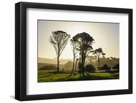 Backlit Trees in Green Fields, the Catlins, South Island, New Zealand, Pacific-Michael-Framed Photographic Print