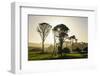 Backlit Trees in Green Fields, the Catlins, South Island, New Zealand, Pacific-Michael-Framed Photographic Print