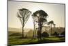 Backlit Trees in Green Fields, the Catlins, South Island, New Zealand, Pacific-Michael-Mounted Photographic Print