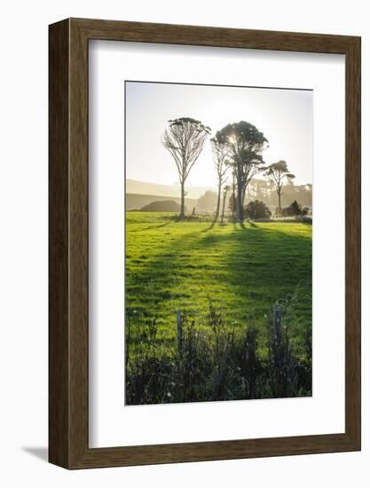 Backlit Trees in Green Fields, the Catlins, South Island, New Zealand, Pacific-Michael-Framed Photographic Print