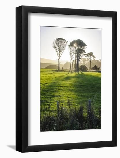 Backlit Trees in Green Fields, the Catlins, South Island, New Zealand, Pacific-Michael-Framed Photographic Print