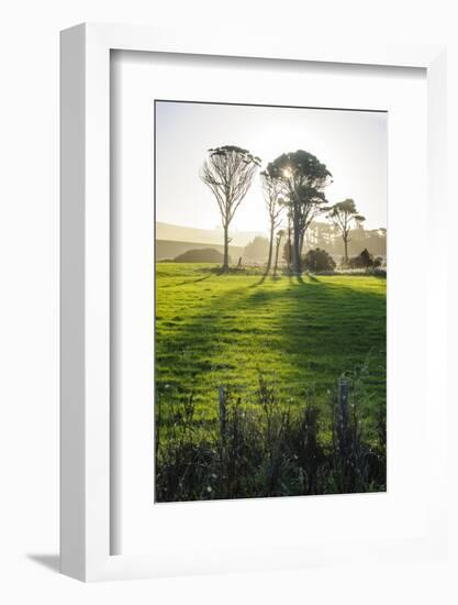 Backlit Trees in Green Fields, the Catlins, South Island, New Zealand, Pacific-Michael-Framed Photographic Print