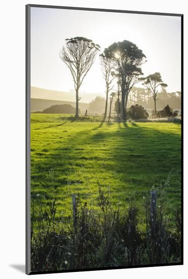 Backlit Trees in Green Fields, the Catlins, South Island, New Zealand, Pacific-Michael-Mounted Photographic Print