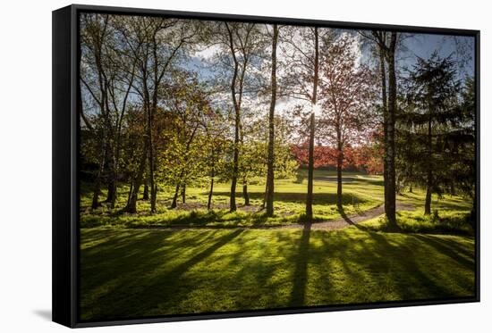 Backlit Trees-SAKhanPhotography-Framed Stretched Canvas