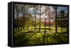 Backlit Trees-SAKhanPhotography-Framed Stretched Canvas