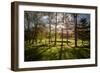 Backlit Trees-SAKhanPhotography-Framed Photographic Print